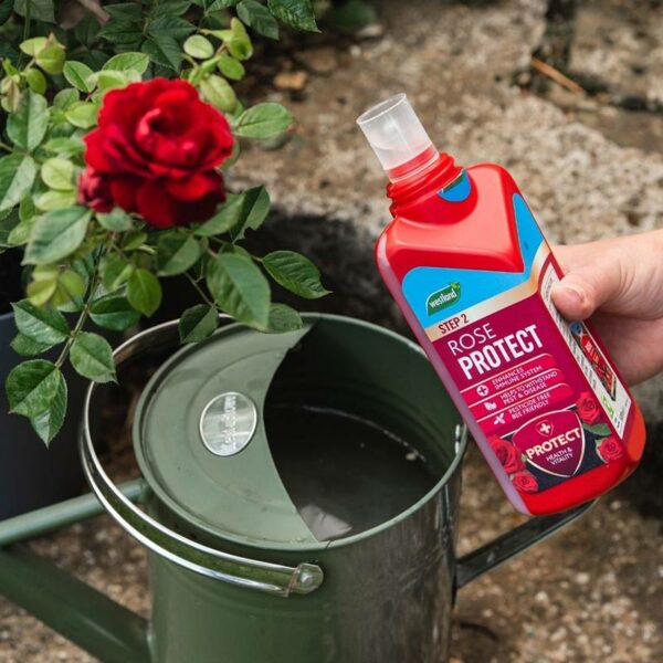 Westland Rose Protect being poured from the easy squeeze cap into a watering can.