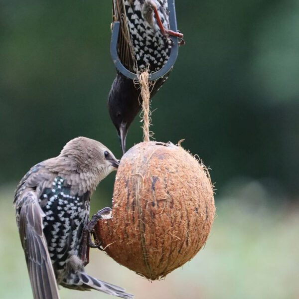 Wild birds feeding from a Whole Suet Coconut