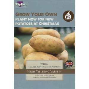 'Wilja' Christmas Harvest Summer Planting Seed Potatoes (Pack of 10)