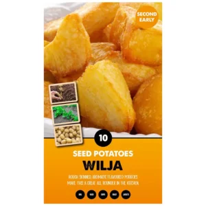 Wilja Second Early Seed Potatoes (Pack of 10)