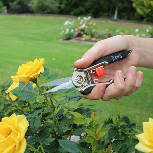 Someone cutting a yellow rose with the Wilkinson Sword Precision Snips.
