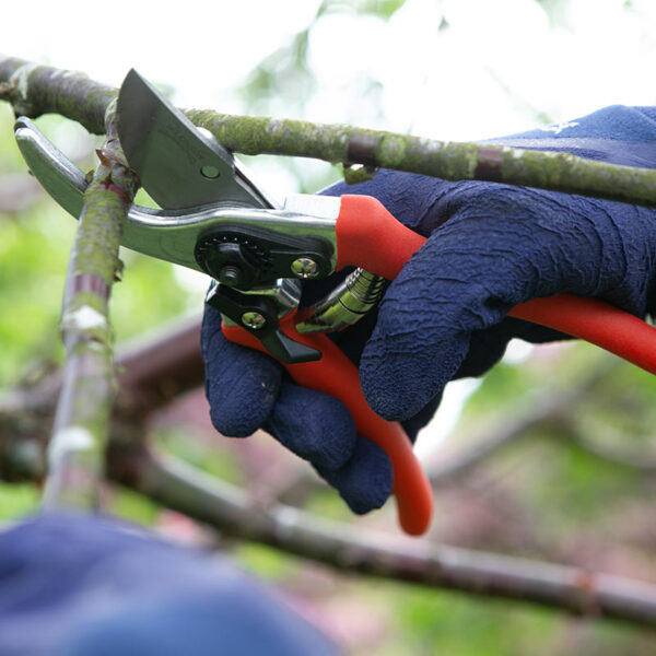 A Wilkinson Sword pruner cutting through a thin branch.