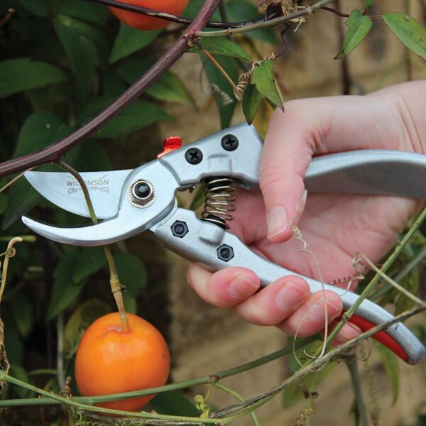 A pair of Wilkinson Sword Razorcut Comfort Bypass Pruning Secateurs cutting through a small fruit branch.