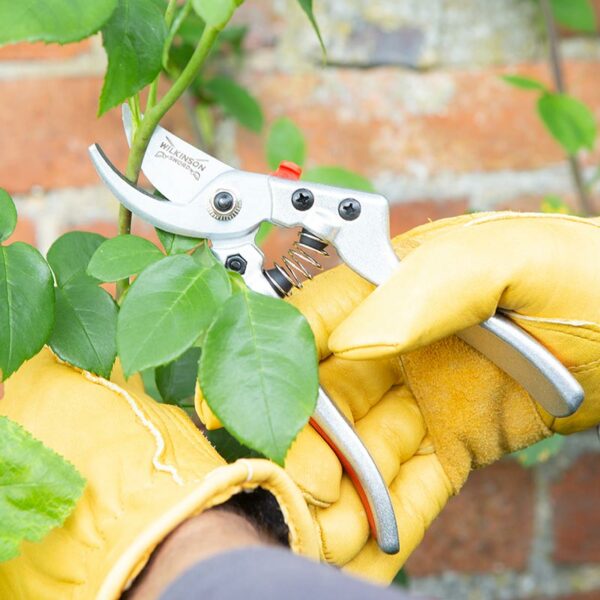 A pair of Wilkinson Sword Razorcut Comfort Bypass Pruning Secateurs cutting through a small stem.
