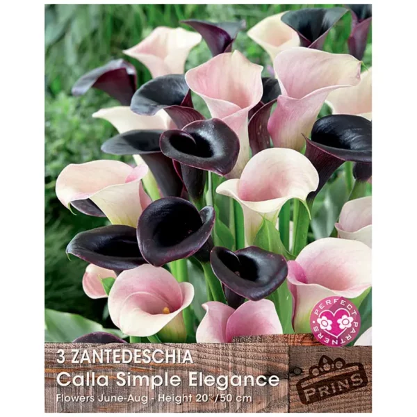 Zantedeschia 'Calla Simple Elegance' (3 bulbs)