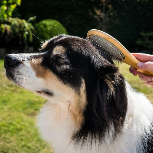 Zoon pin brush being used on dog