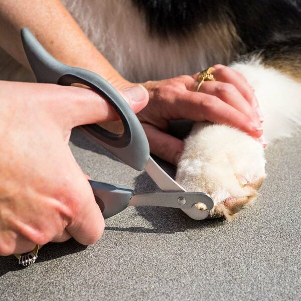 Zoon claw scissors being used on dog claw