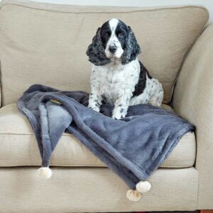 Zoon Head in the Clouds Velour Comforter on sofa with dog